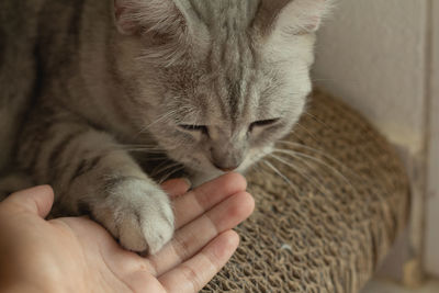 Close-up of a cat with hand