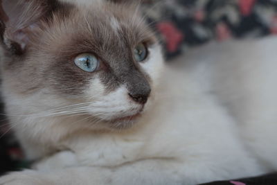 Close-up portrait of cat