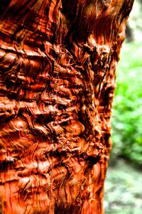 Close-up of tree trunk