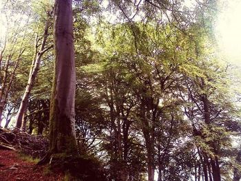 Trees in forest