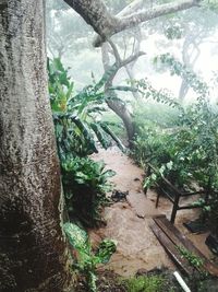 Plants growing on tree