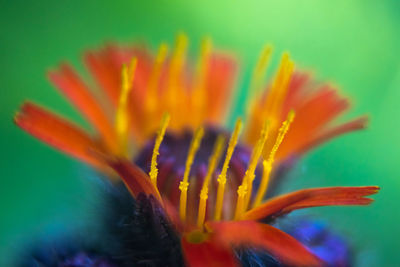 Close-up of orange flowering plant