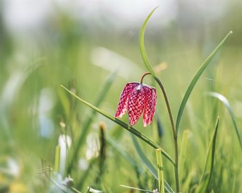 Close-up of red flowering plant on field