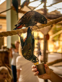 Close-up of hand feeding bird