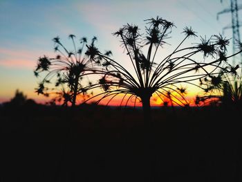 Silhouette plants on field against sky during sunset