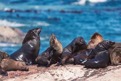 High angle view of sea lion on beach