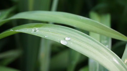 Close-up of raindrops on leaf