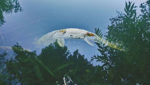 Fish swimming in sea