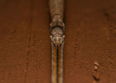 Close-up of rusty pipe on wood