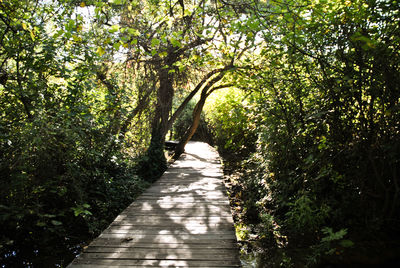 Footpath amidst trees in forest