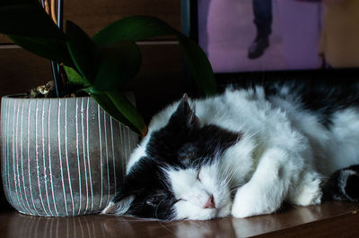 Close-up of cat lying on floor at home