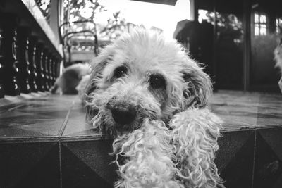 Close-up portrait of dog at home