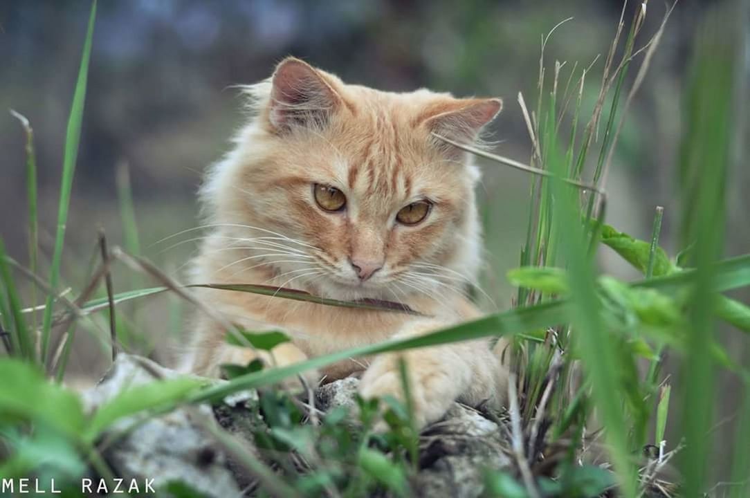 CLOSE-UP PORTRAIT OF CAT ON GRASS