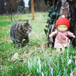 Cat outdoors on grassy field