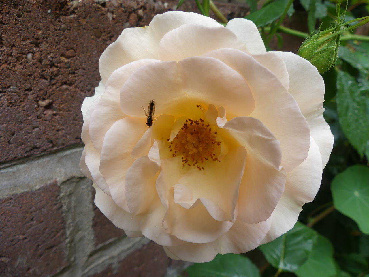 CLOSE-UP OF WHITE ROSE ON LEAF