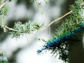 Close-up of tree branch