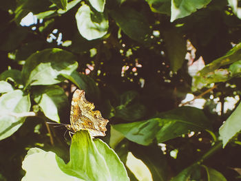 Close-up of insect on plant