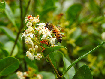 Close-up of bee pollinating on flower