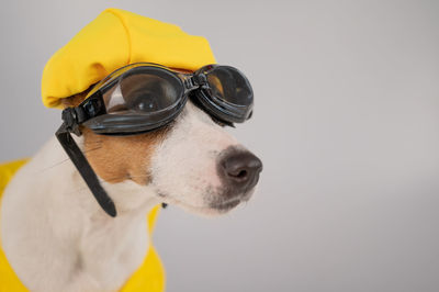 Close-up of dog against white background