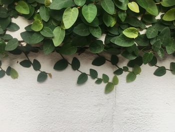 Climbing fig, ivy plant on the white concrete wall with copy space