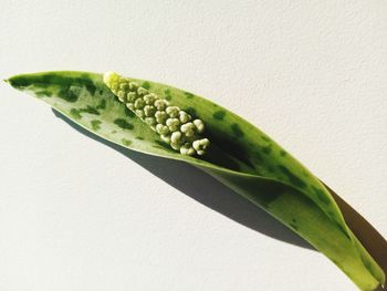 Close-up of green pepper against white background