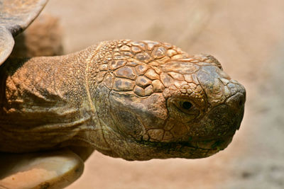 Close-up of a lizard