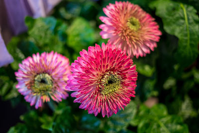 Close-up of pink flowering plant