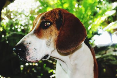 Close-up of dog looking away