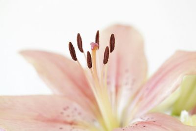 Close-up of flower blooming outdoors