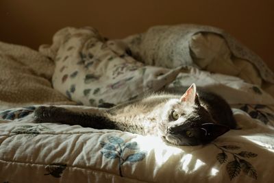 Cat relaxing on bed at home
