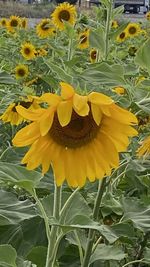 Close-up of yellow flowering plant