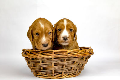 Puppy in basket against white wall