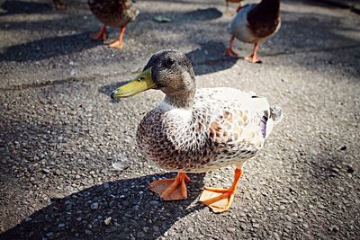 Close-up of duck