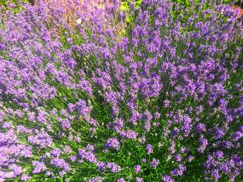 Full frame shot of pink flowering plants