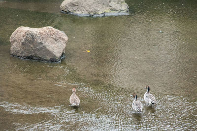 Ducks swimming in lake