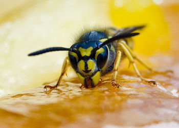 Close-up of bee