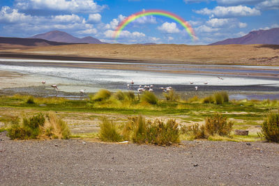 The desolate land of the altiplano plain