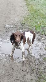 Portrait of dog in water