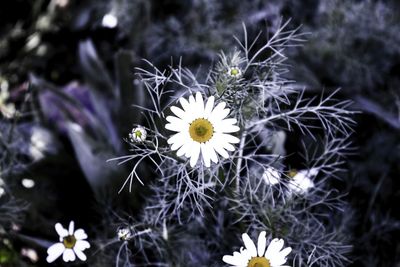 Close-up of white daisy blooming outdoors