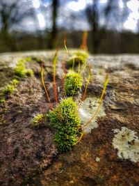 Close-up of young plant growing outdoors