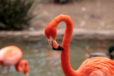 Close-up of bird by water