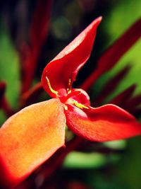 Close up of red flower
