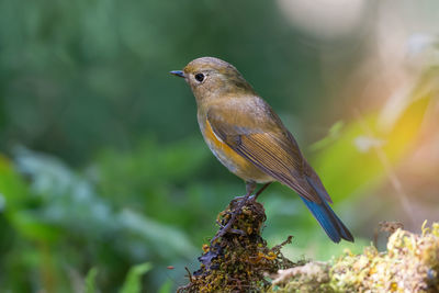 Close-up of sparrow perching outdoors