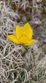 Close-up of yellow flower