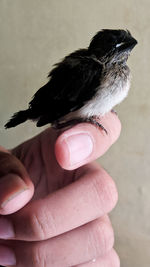 Close-up of hand holding bird