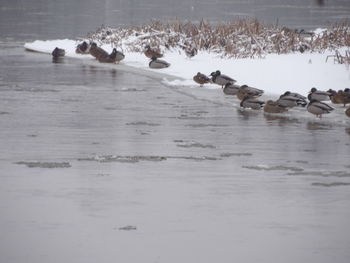 View of birds in lake during winter