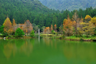 Scenic view of lake in forest during autumn