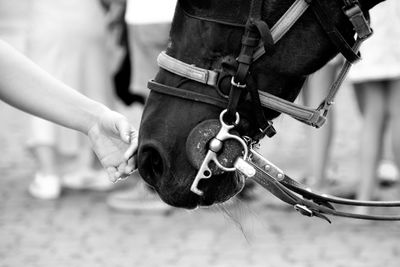 Close-up of hand holding stick