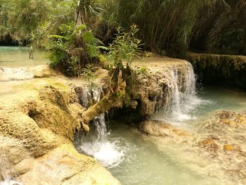 Scenic view of waterfall in forest