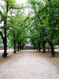 Footpath amidst trees in park